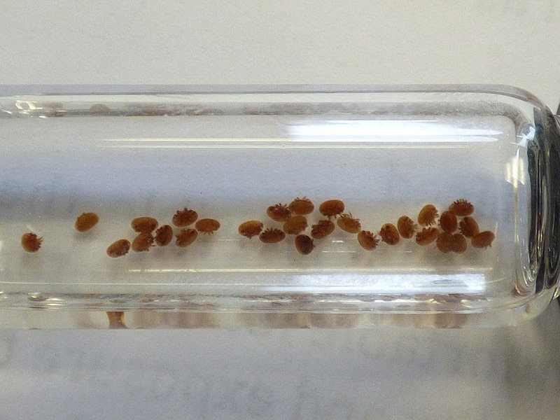 a jar of varroa mites