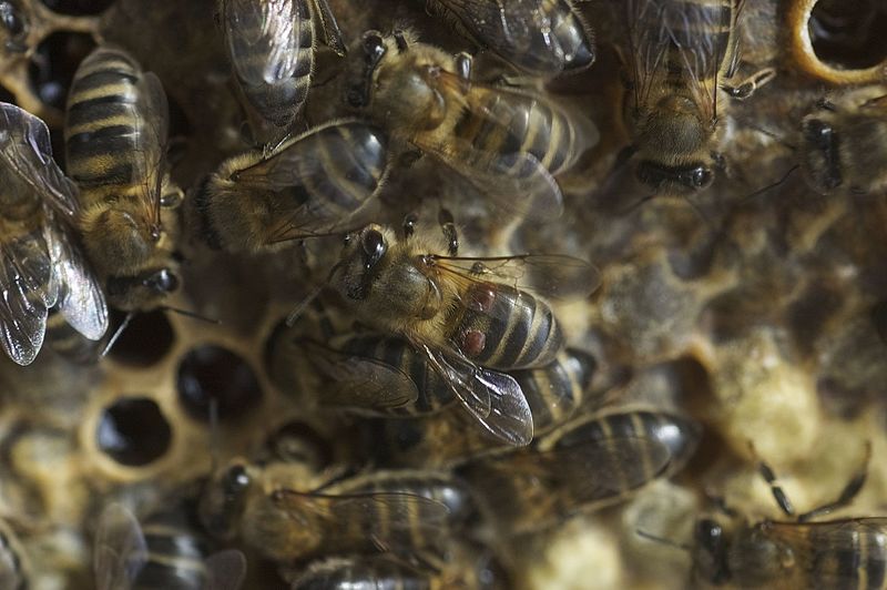 honey bees working on comb