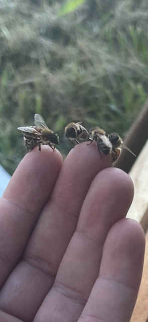 Four Honey Bees on a Beekeeper's Fingertips