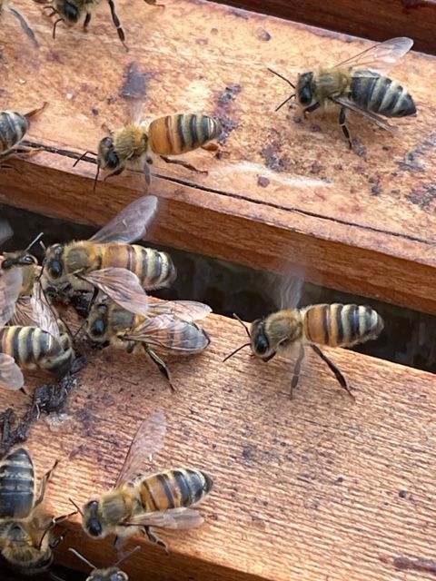 Honey Bees Doing the Waggle Dance on Top of Hive Frames