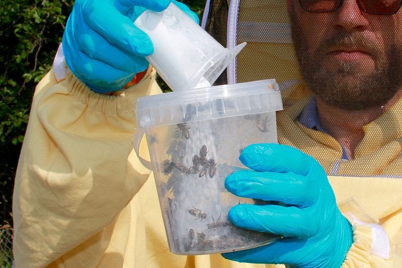 a beekeeper completing the sugar shake method 
