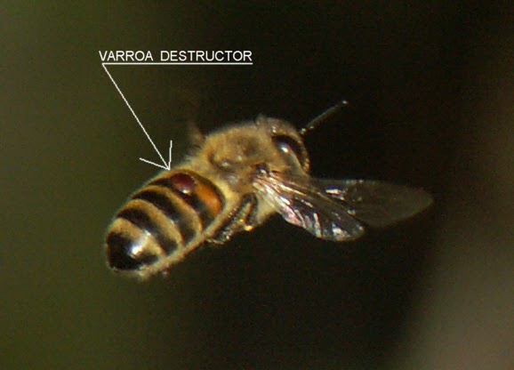 varroa mite on a honey bee