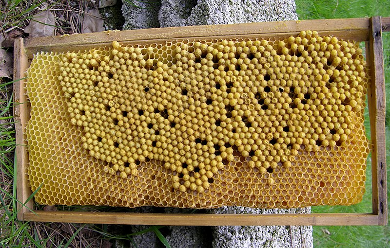 drone brood cells on a hive frame