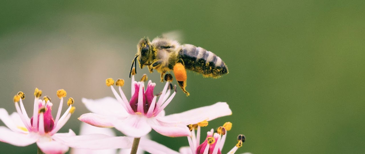 A Honey Bee With Pollen Landing on a Flower