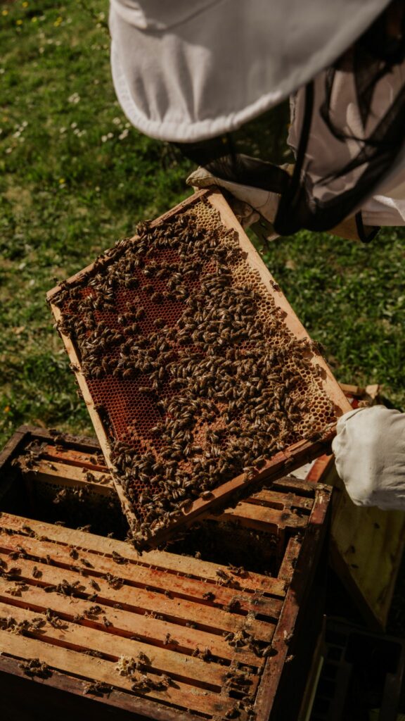 a beekeeper inspecting a hive frame