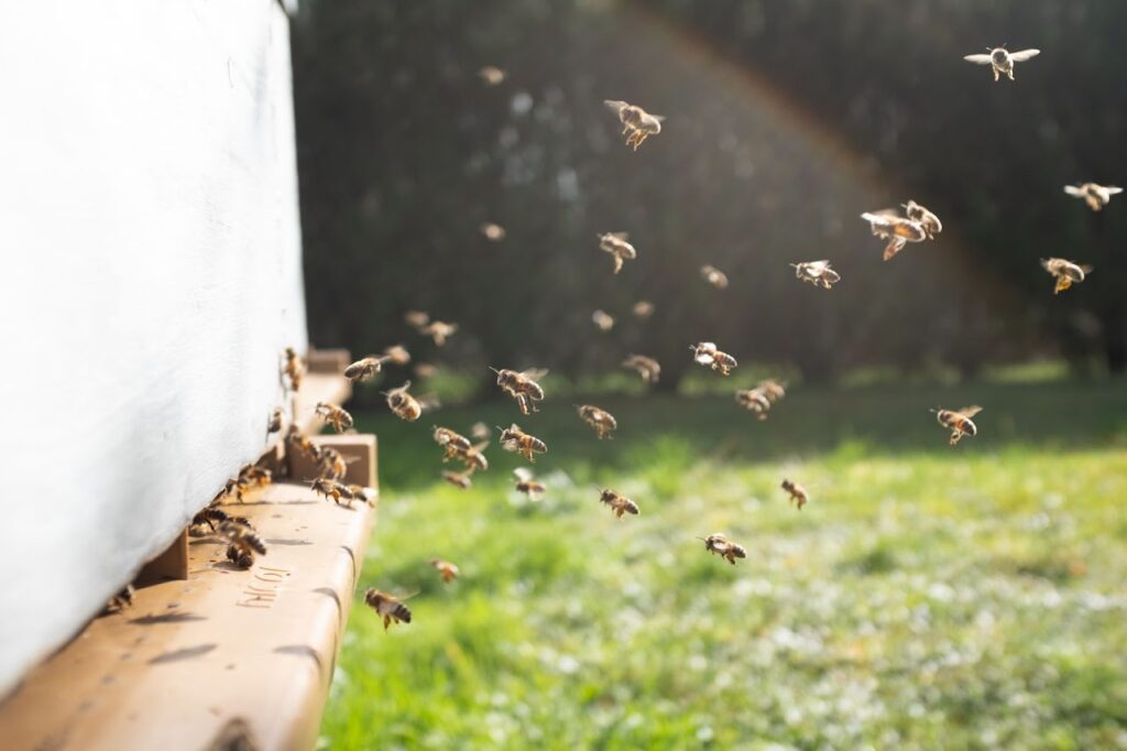 healthy hive entrance with honey bees entering and exiting
