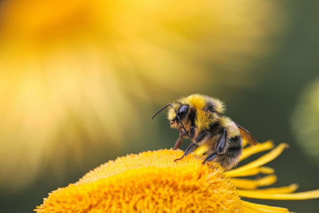 Honey Bee on a Flower