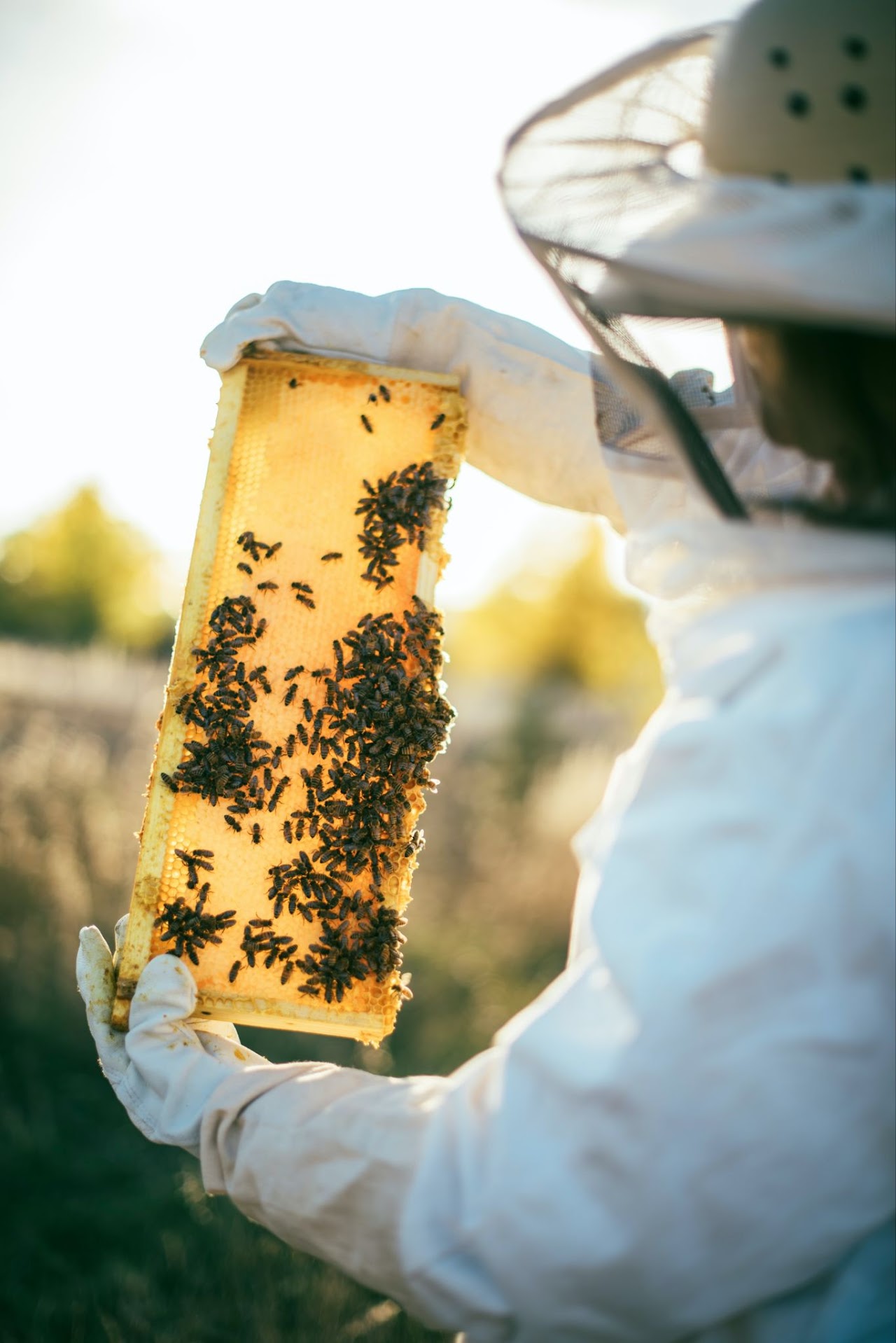 A Beekeeper Inspecting A Honey Frame Full of Honey Bees