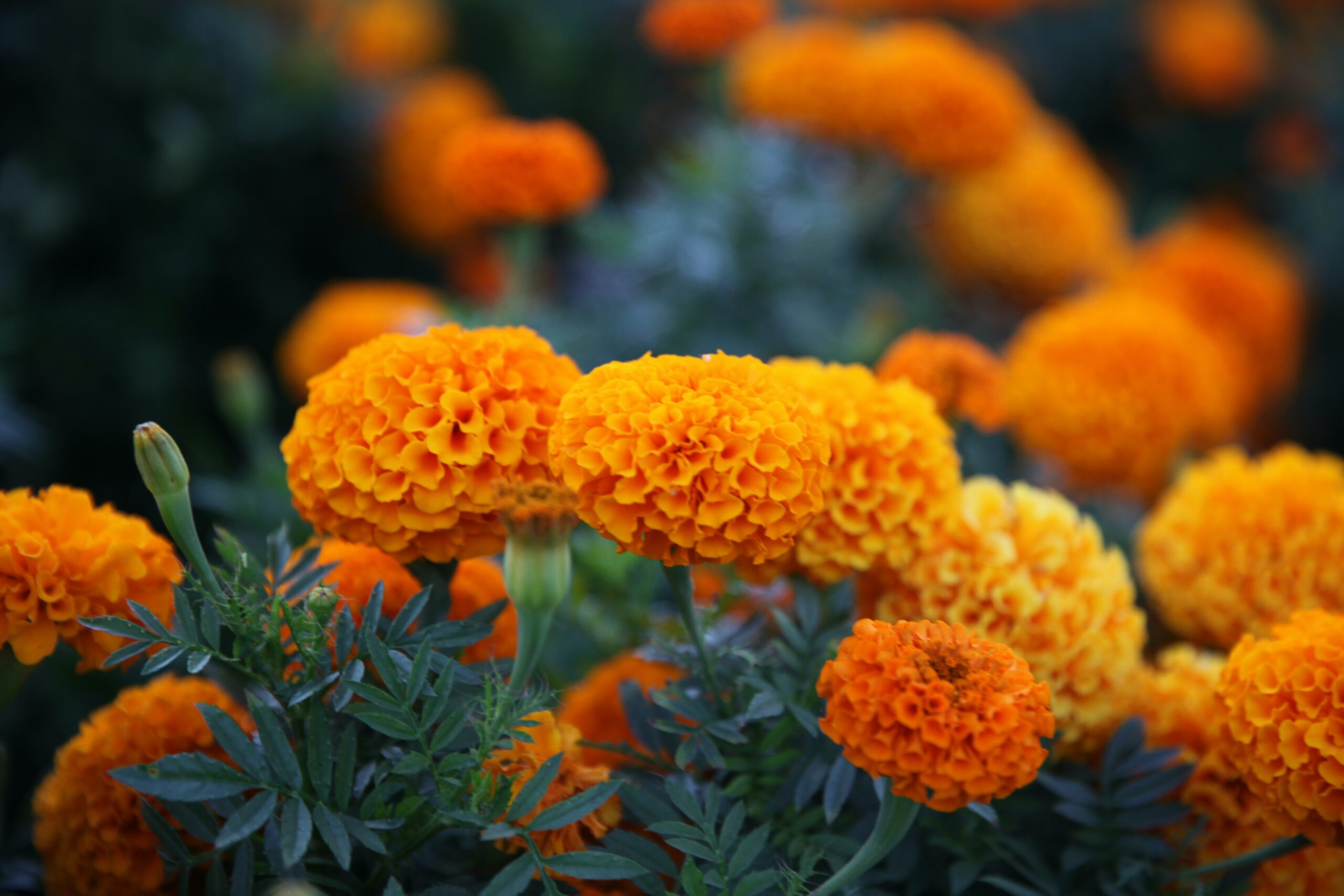 Marigold Garden