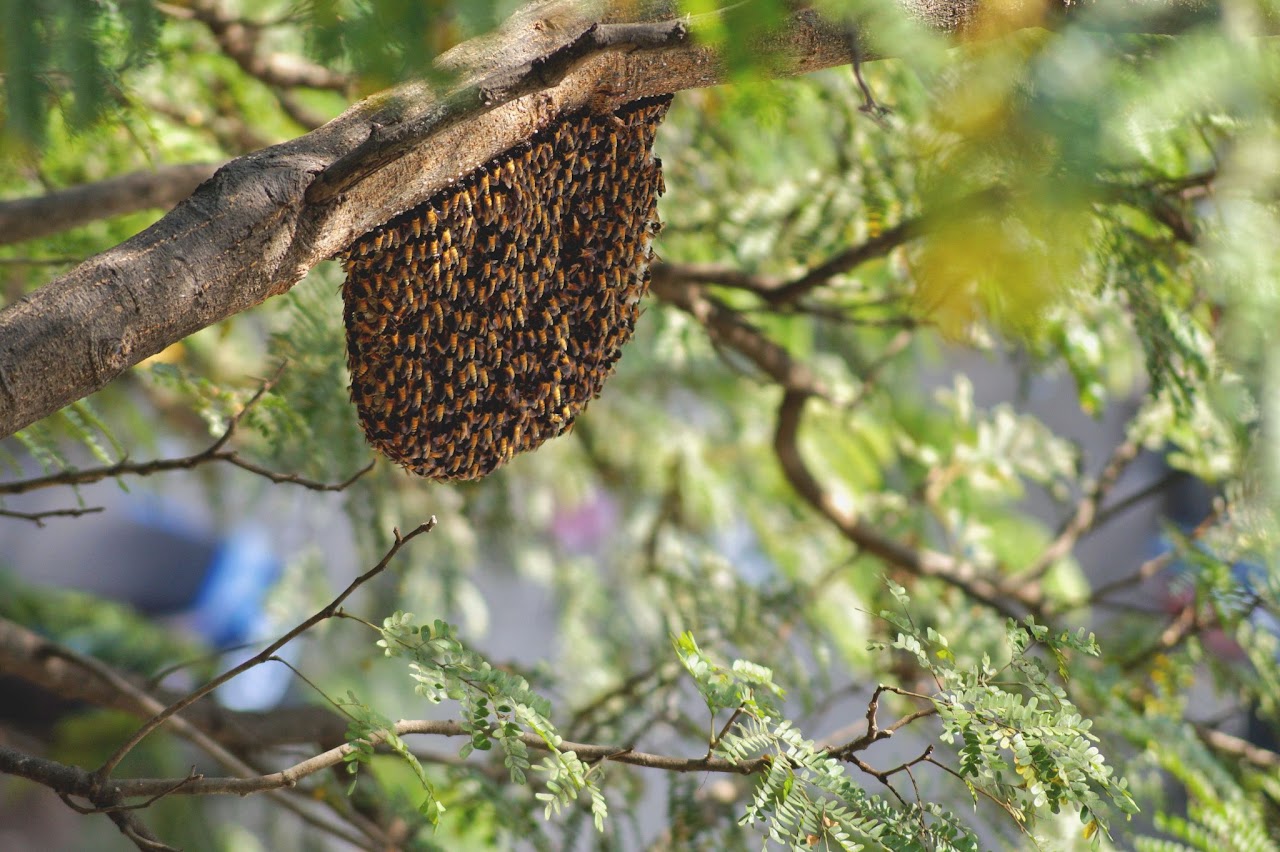 A Honey Bee Swarm on the Branch of a Tree