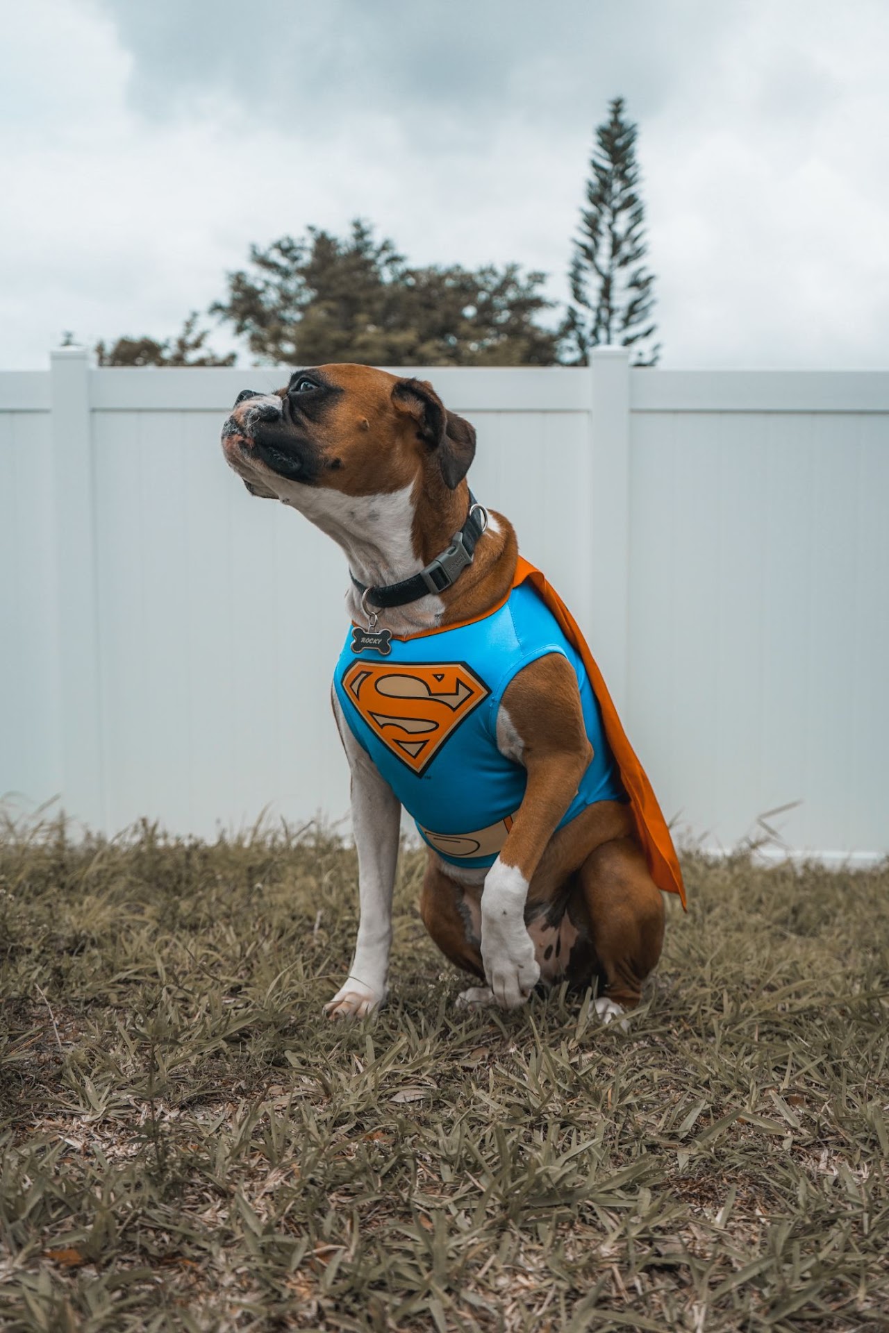 A Dog Posing in a Superman Costume