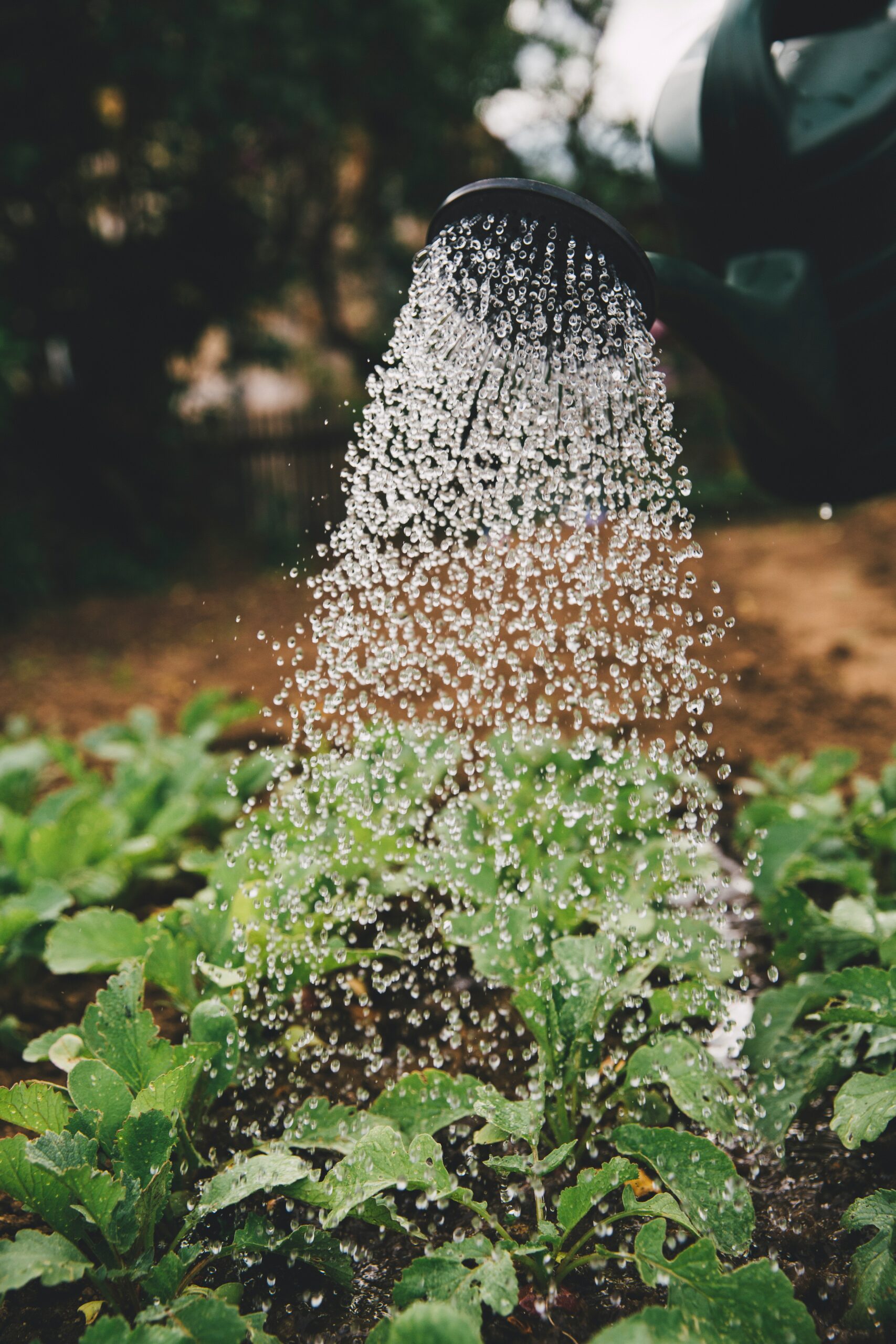 water pouring from a watering can onto a garden