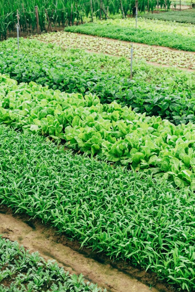 a lush vegetable garden