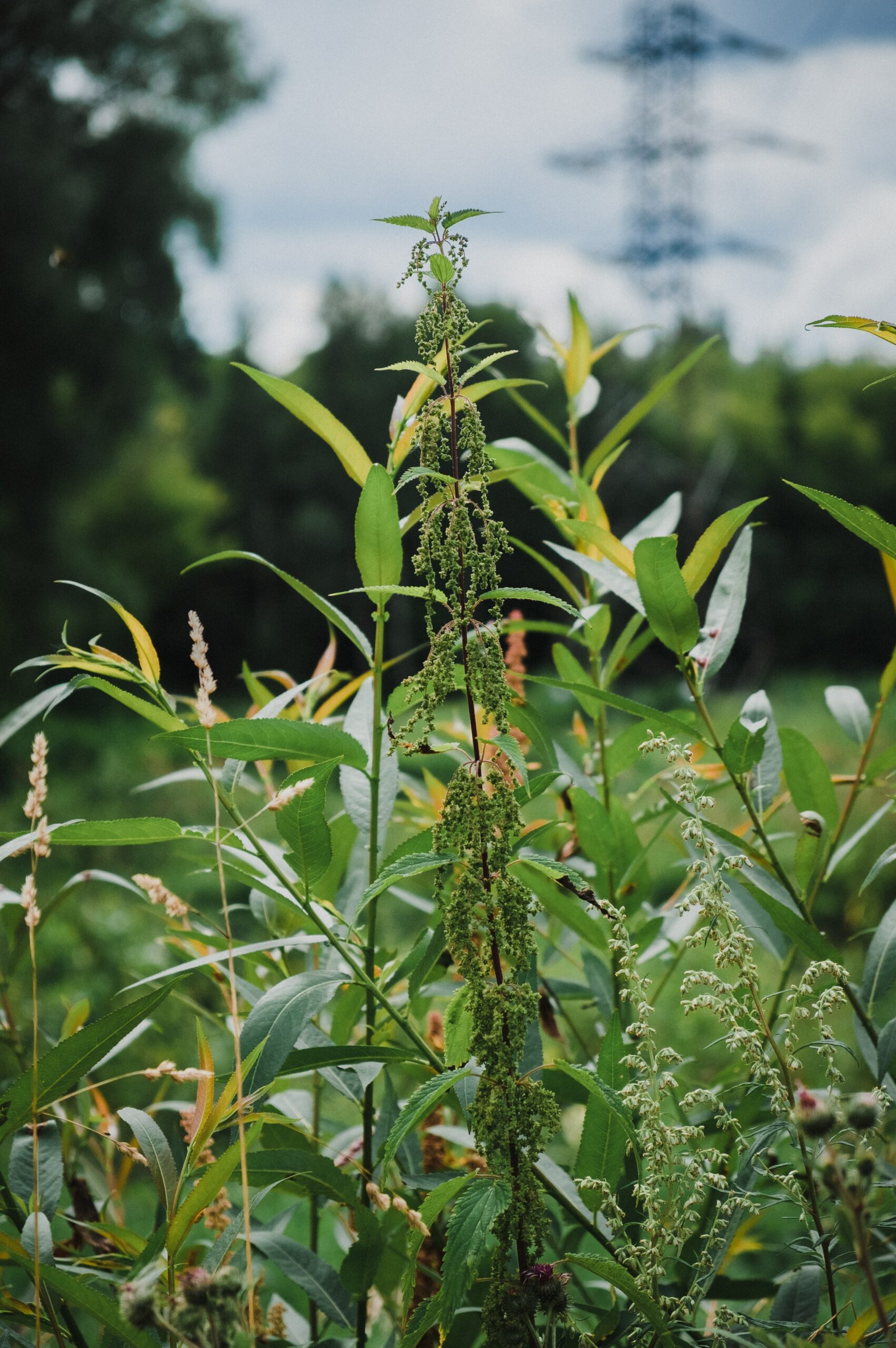 Weeds Growing Unchecked