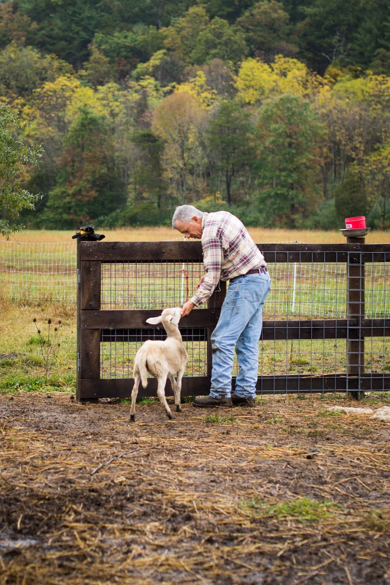 Man Caring for a Lamb