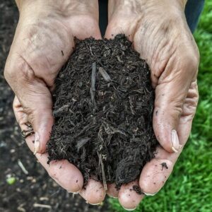 two cupped hands holding compost (black gold)