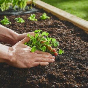 planting in a compost garden