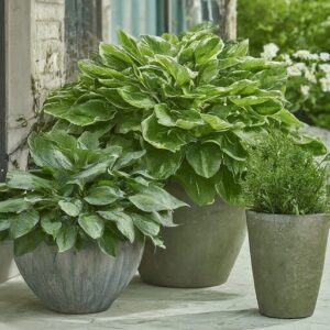 healthy container plants 