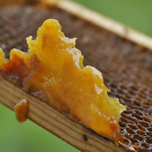 honey bee propolis on a hive frame