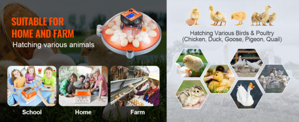 egg incubator available at Buzzy Meadows Homestead in farm and home supply being used in class, at home, and on the farm